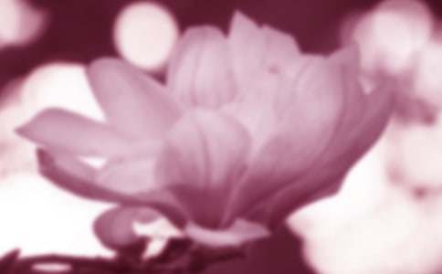 觀察玉蘭花的作文