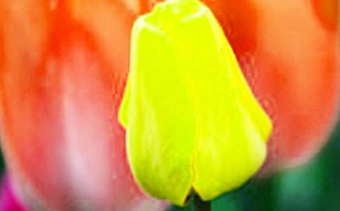 我喜歡郁金香作文