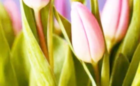 小學(xué)作文我喜歡郁金香