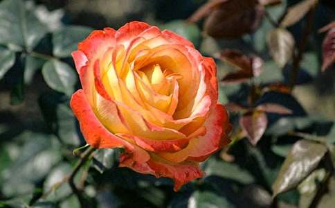 �^��ֲ���¼�������