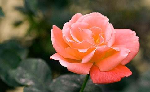 ���꼉���Ԫ���ģ��¼�����õ��