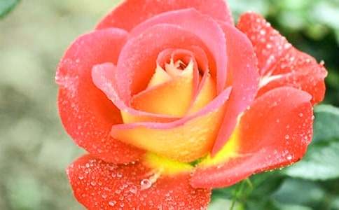 觀察月季花的作文(6篇)