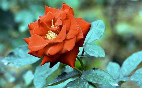 小學(xué)生作文:我喜歡月季花