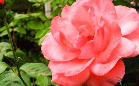 �¼����µ���������