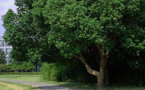 ��Ҋ�簲���Z155��