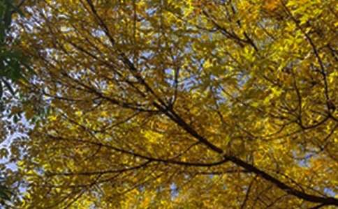 �簲���ϼ��Z