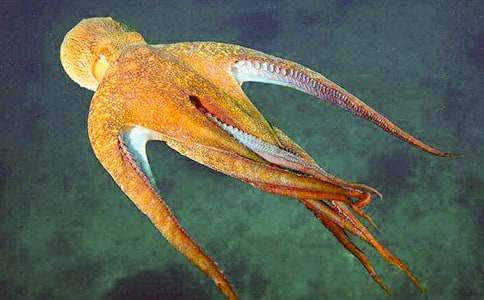 �����~�����ܵ��Ć�ʾ����