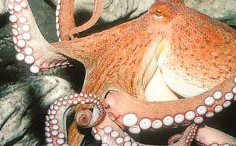 章魚的自述高中作文(通用27篇)