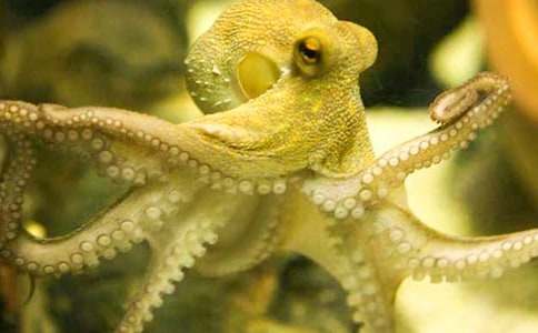 小章魚拜師作文范文