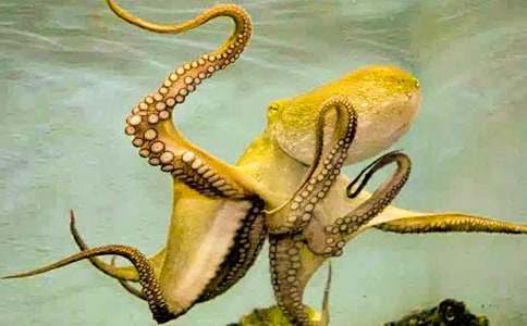 ��˽�����~(y��)��ͯԒ����