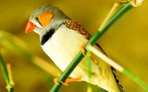 《珍珠鳥》教學(xué)反思