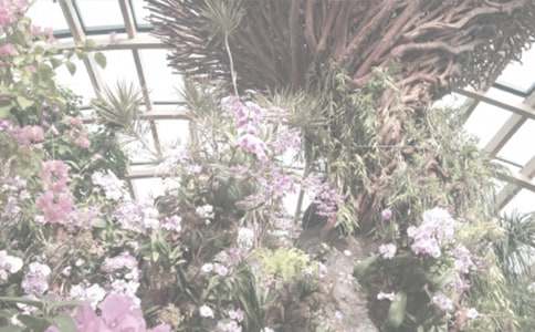 �茑����ֲ��@������550�֣�����Ę��~