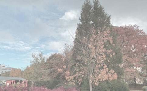 游華南植物園作文600字范文