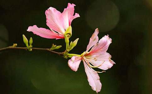 紫荊花作文250字