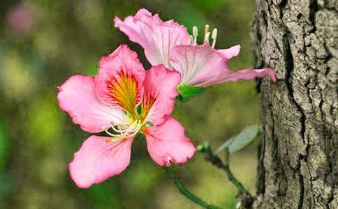 紫荊花的作文400字(精選43篇)