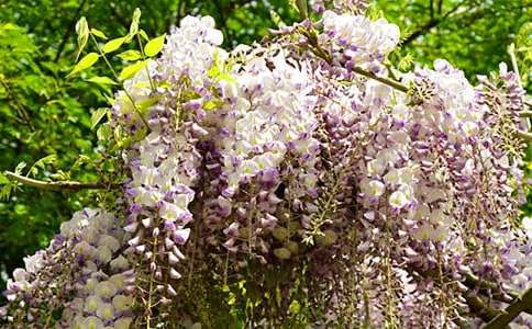 紫藤花開初三作文