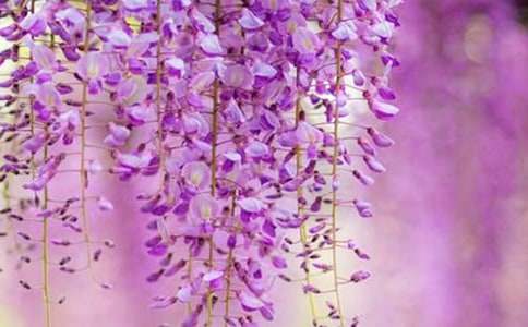 ���ٻ�Ԋ��