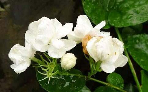 ꖹ��µ���������