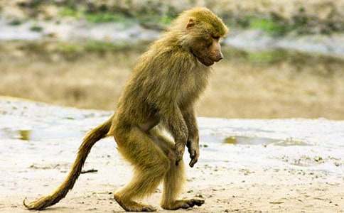 鱷魚和狒狒寓言故事