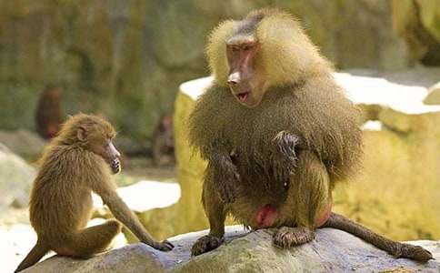 悼狒狒作文700字