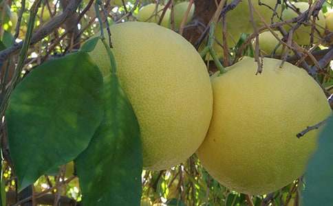 柚子作文400字10篇