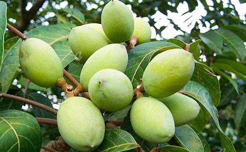 那一身橄欖綠作文