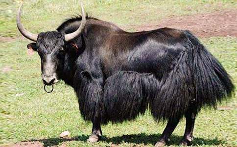 ��ţƺ���c(di��n)��(d��o)���~