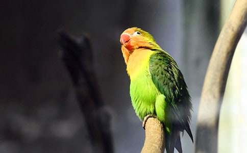 �ɐ۵��W�^�~����