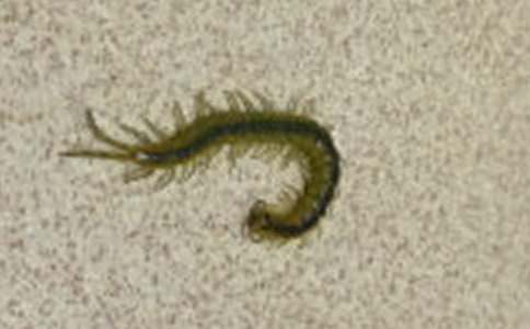 �P(gu��n)���~�Z�������