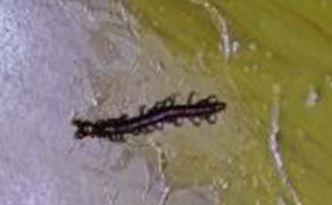 ���̰��������·��