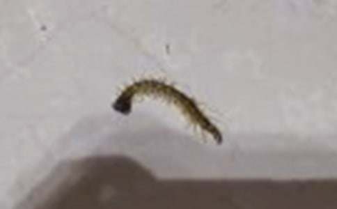 �ǌ�(du��)������꼉(j��)����