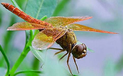 觀察蜻蜓的作文5篇