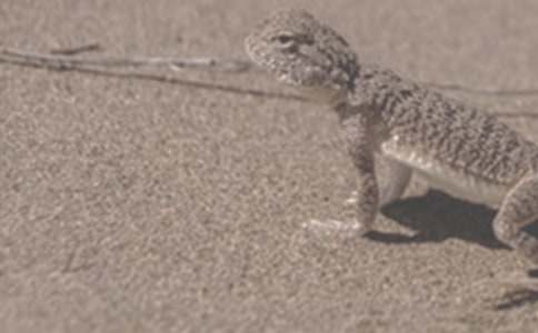 С������β�͵�˯ǰ����