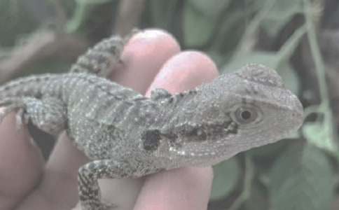 С�W(xu��)�����������c���x(ch��ng)�Č�(du��)Ԓ