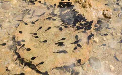 ͯԒ����С����ҋ���