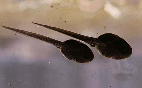 �Č����� С����ҋ���