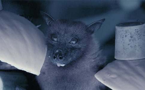 ����Ľ�(j��ng)�(y��n)��ͯԢ�Թ���