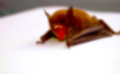 蝙蝠和雷達(dá)第二課時(shí)教案設(shè)計(jì)