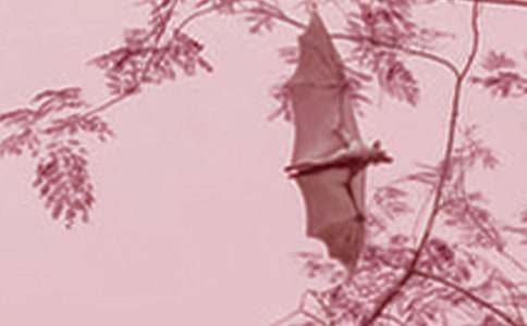 被同伴驅(qū)逐的蝙蝠寓言故事