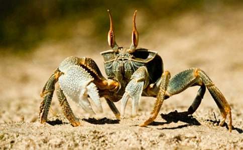 �^���з�����ģ�ͨ��51ƪ��