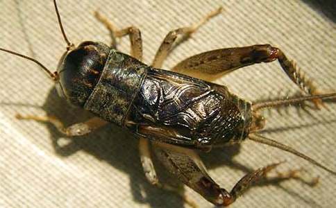 ���P������600�֣����x59ƪ��