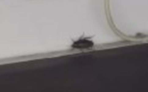 蟑螂初中作文500字