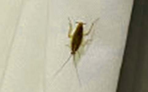 �������600����ƪ