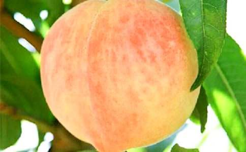 ��ҕ�����600��