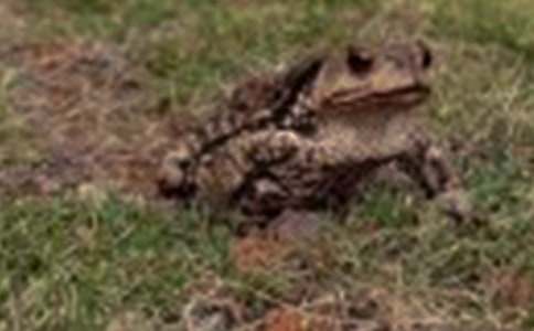 ��Ұ����������