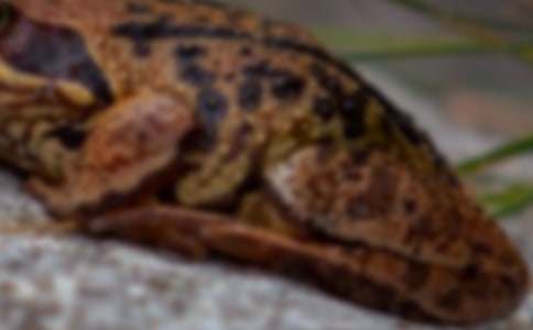 �Ұl(f��)�F(xi��n)����ܵĺ�̎���꼉����