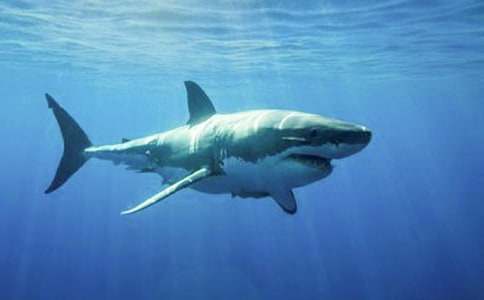 �P(gu��n)�����~������