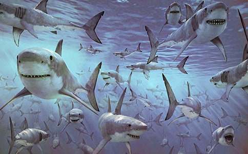 һֻ���~�Ľ�(j��ng)�v-���꼉-����