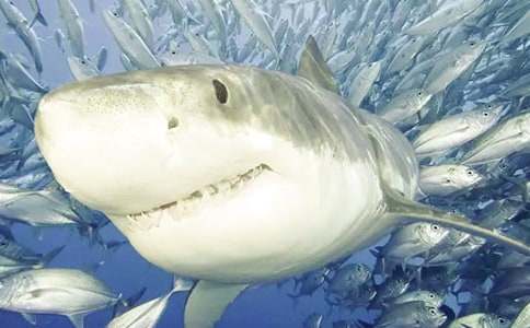 �茑�P�����~������400��