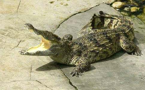 �{�~÷����ͯԒ����